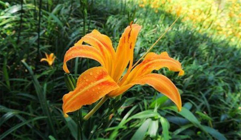 避暑好去處 壩上草原【孤石陽(yáng)光山谷】(圖11)