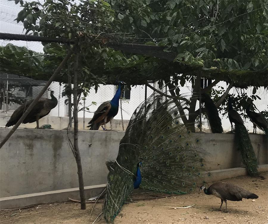 天鵝湖風景區(qū)（泰山）速覽！(圖11)