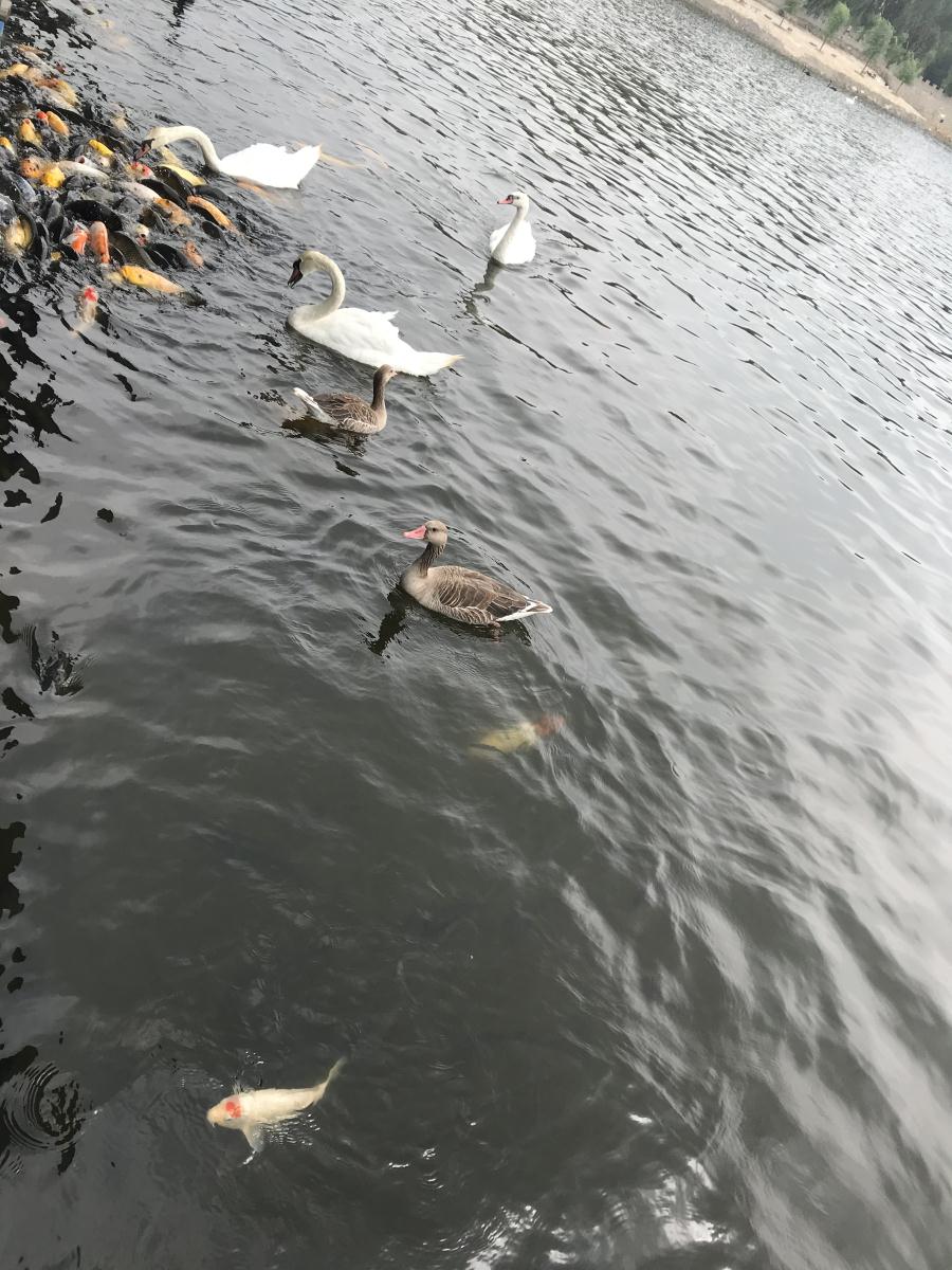 天鵝湖風景區(qū)（泰山）速覽！(圖17)