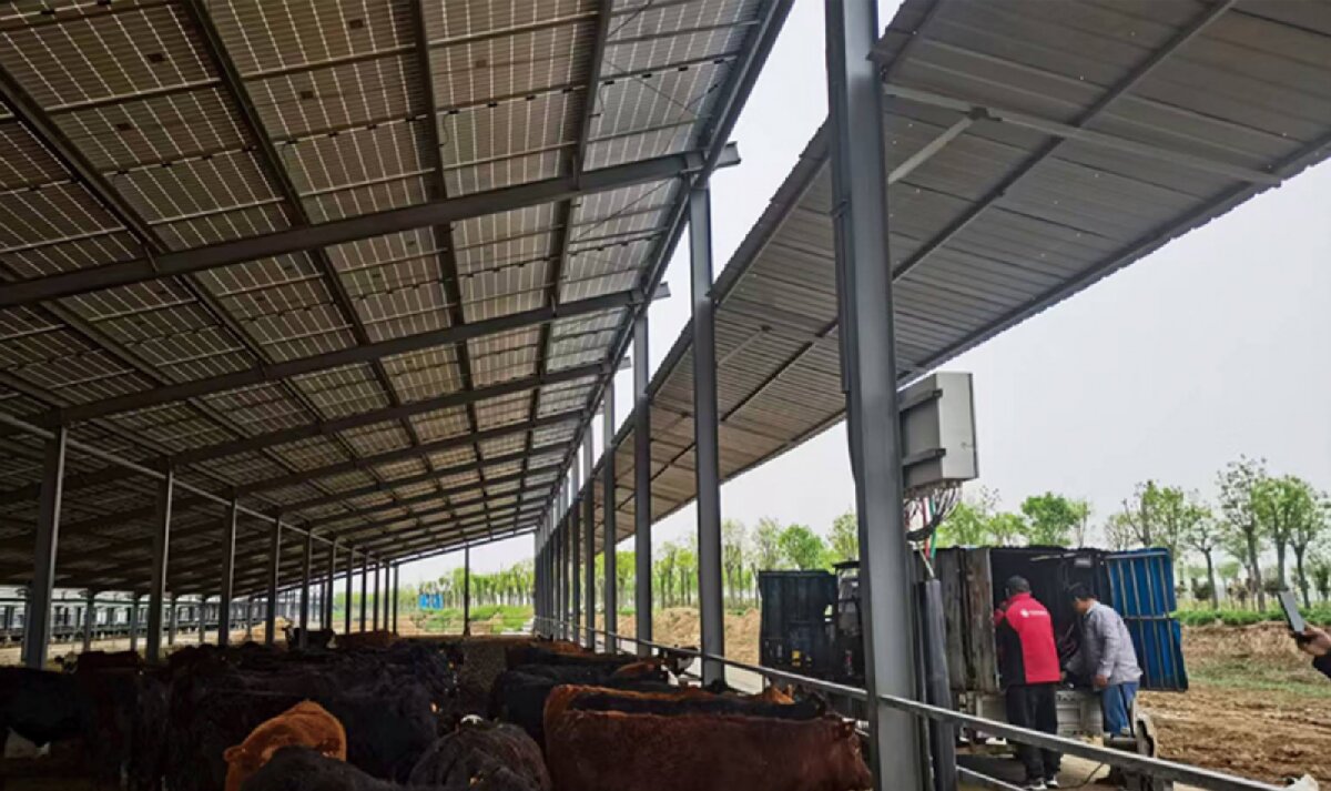 信橋鋼構(gòu)：打卡蒙陰農(nóng)業(yè)溫室大棚、青州黑牛養(yǎng)殖基地！(圖4)