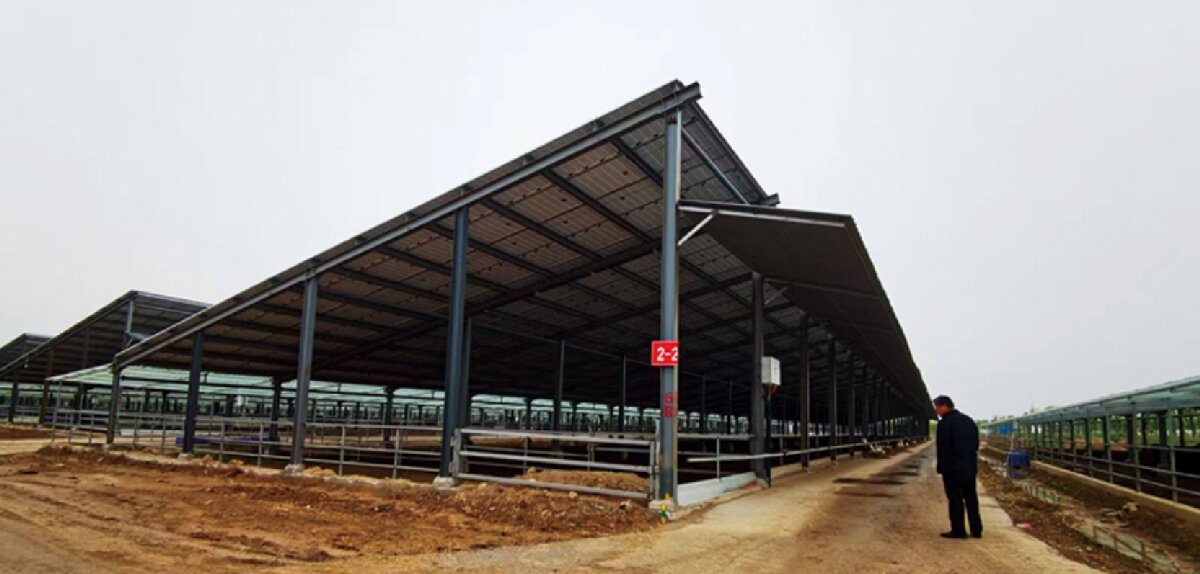 信橋鋼構(gòu)：打卡蒙陰農(nóng)業(yè)溫室大棚、青州黑牛養(yǎng)殖基地！(圖5)